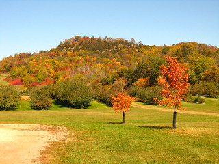 An orchard. Behind the orchard is a hill with trees with colorful leaves. Two trees in front of the orchard have colorful leaves as well.