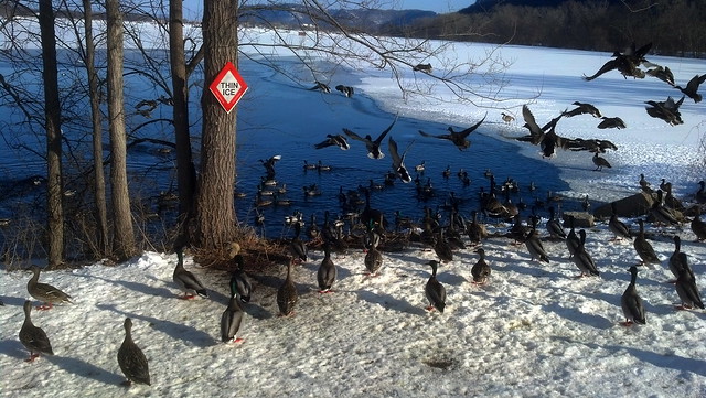 birds in a spot of open water